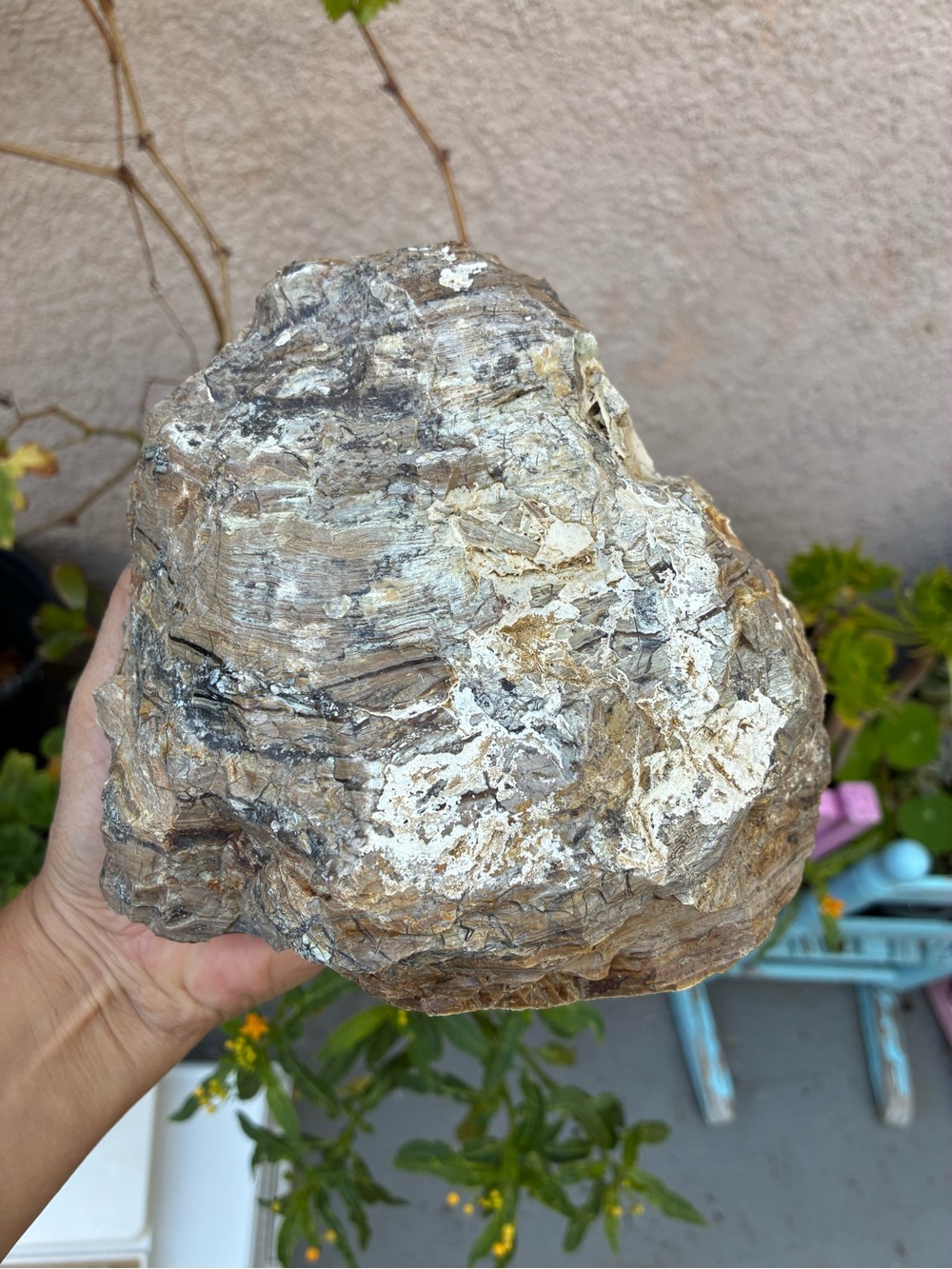 Large Rare Petrified Wood Specimen Rough 6” x7”, Over 5 Lbs - Picture 5 of 16